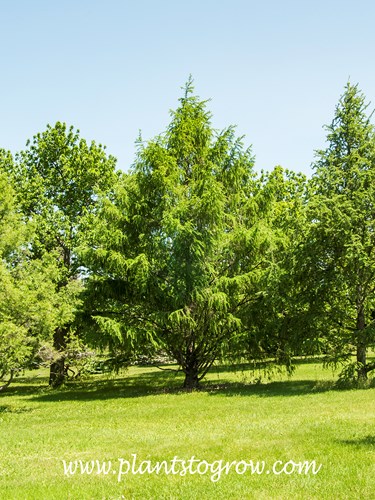 Olga Bay larch (Larix gmelinii var olgensis)